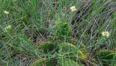 Brickellia eupatorioides