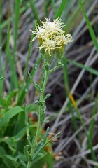 Brickellia eupatorioides