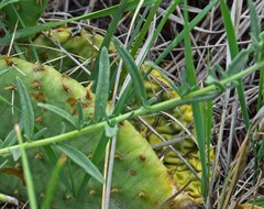 Brickellia eupatorioides