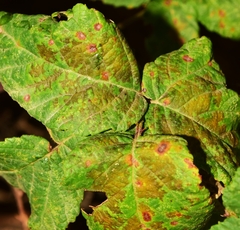 Phragmidium violaceum