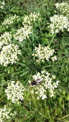 Cheilosia illustrata