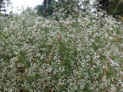 Gypsophila paniculata