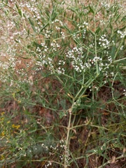 Gypsophila paniculata