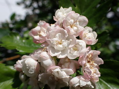 Crataegus × mordenensis