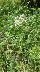Valeriana officinalis