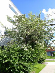 Crataegus × mordenensis