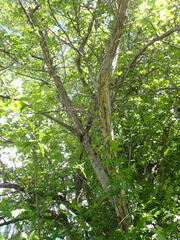 Crataegus × mordenensis