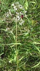 Valeriana officinalis