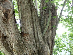 Crataegus × mordenensis