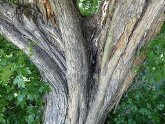 Crataegus × mordenensis