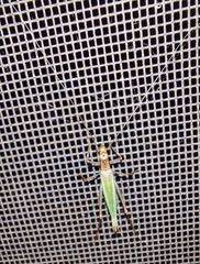 Oecanthus pini
