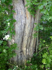 Crataegus × mordenensis