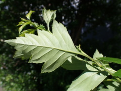 Crataegus × mordenensis