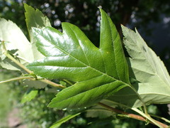 Crataegus × mordenensis