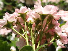 Crataegus × mordenensis