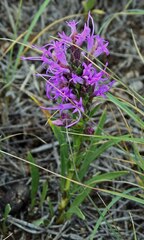 Liatris punctata