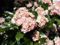 Crataegus × mordenensis