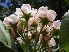 Crataegus × mordenensis