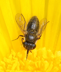 Megapalpus capensis