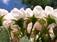 Crataegus × mordenensis
