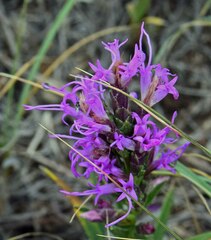 Liatris punctata