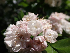 Crataegus × mordenensis