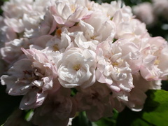 Crataegus × mordenensis