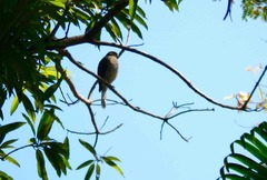 Accipiter madagascariensis