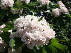 Crataegus × mordenensis