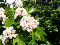 Crataegus × mordenensis