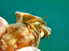 Clibanarius erythropus