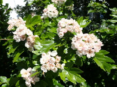 Crataegus × mordenensis