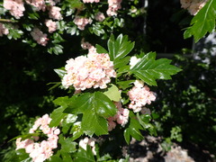 Crataegus × mordenensis
