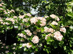 Crataegus × mordenensis