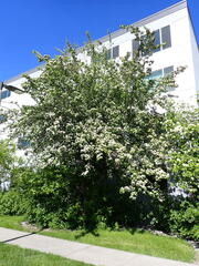 Crataegus × mordenensis