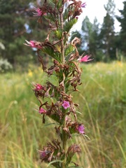 Pontechium maculatum