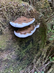 Ganoderma brownii