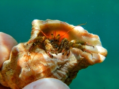 Clibanarius erythropus