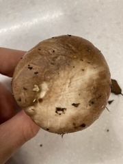 Suillus