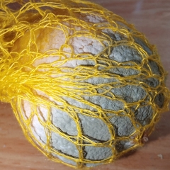 Penicillium digitatum