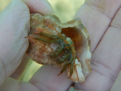 Clibanarius erythropus