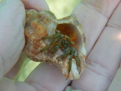 Clibanarius erythropus