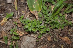 Sida rhombifolia insularis