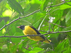 Oriolus brachyrynchus