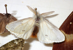 Euproctis chrysorrhoea