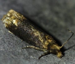Eucosma ochroterminana