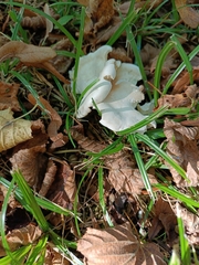 Pleurocybella porrigens