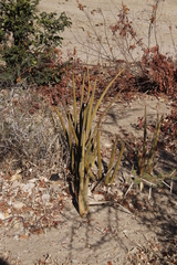 Sansevieria