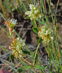 Eriogonum jamesii