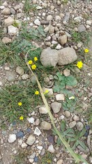 Moraea fugacissima